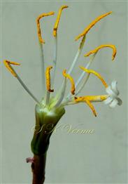  Flower with 9 stamens (Perianth lobes removed)